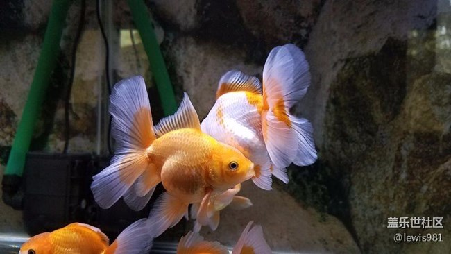 繼續(xù)拍拍魚Y(＾_＾)Y