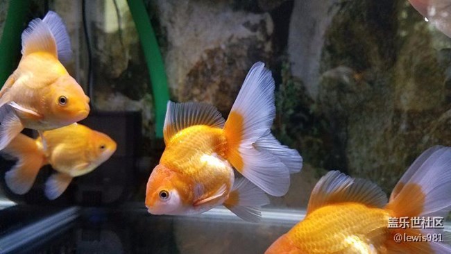 繼續(xù)拍拍魚Y(＾_＾)Y