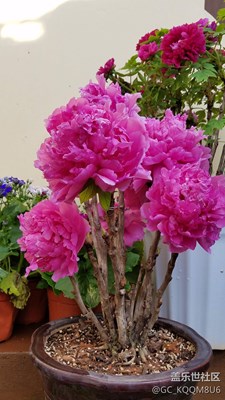 四季如春的昆明