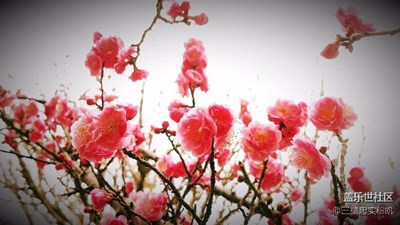 【梅花香自苦寒來】