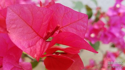 春天來啦！小七留住你的美！