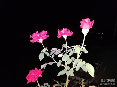 花自嬌艷，夜自闌珊