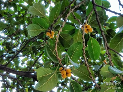 【三星蓋樂世 S7】原來榕樹的果實(shí)是這樣的