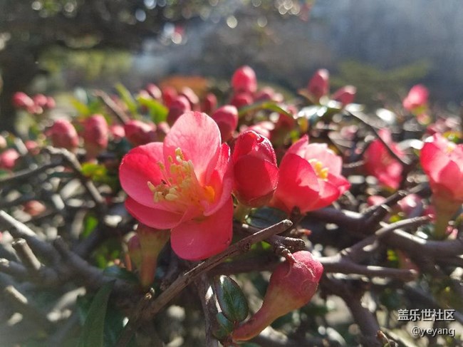 今天在公園里面隨便拍些照片，分享一下。