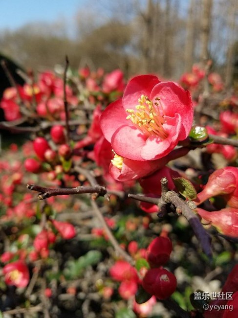 今天在公園里面隨便拍些照片，分享一下。