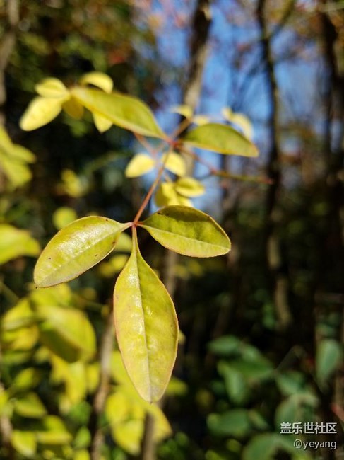 今天在公園里面隨便拍些照片，分享一下。