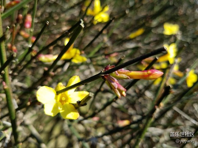 今天在公園里面隨便拍些照片，分享一下。