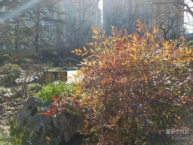 今天在公園里面隨便拍些照片，分享一下。