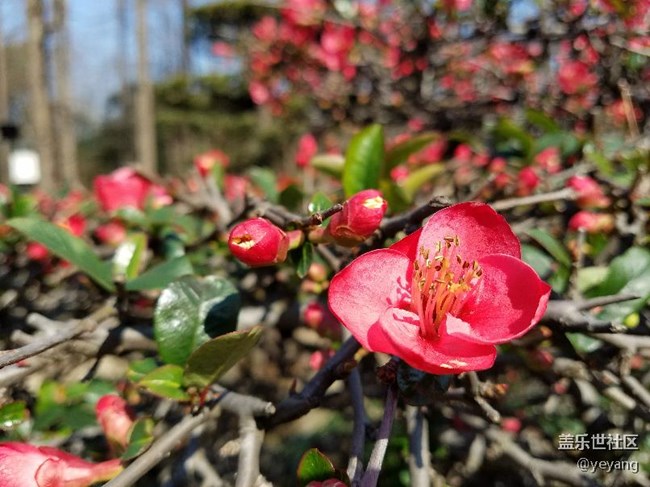 今天在公園里面隨便拍些照片，分享一下。