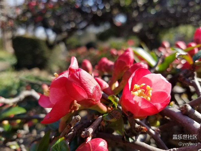 今天在公園里面隨便拍些照片，分享一下。