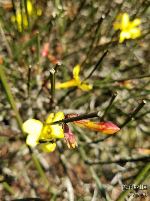 今天在公園里面隨便拍些照片，分享一下。