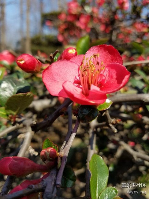 今天在公園里面隨便拍些照片，分享一下。