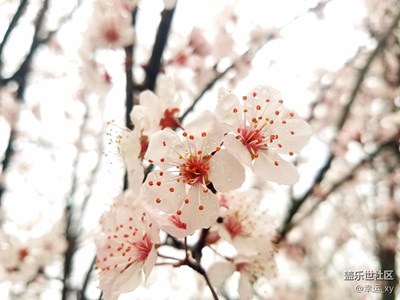 S7拍攝——春寒料稍，櫻花爭(zhēng)奇斗艷