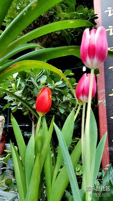 情人節(jié)不能缺的花