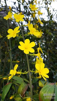 窗外+綿陽(yáng)市+報(bào)春第一枝