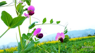 花似蝶舞翩翩飛