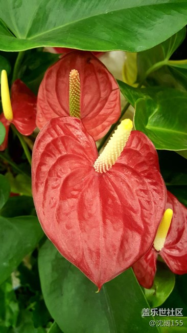 一款好用的圖片修改器，能大概有單反的虛化效果。