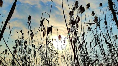 其實(shí)手機(jī)拍攝也挺好啊