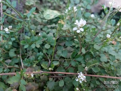 無(wú)名野花