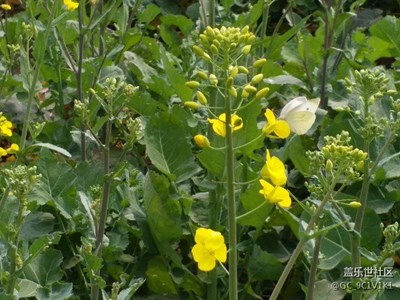 油菜花