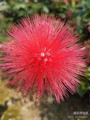 日出春花紅勝火  春來江水綠如藍(lán)