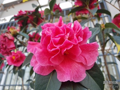 窗外+馬龍+窗外的山茶花