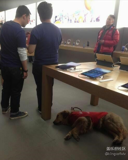 溫情一幕：Apple Store員工可帶導(dǎo)盲犬上班
