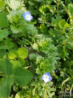 無言的美麗綻放