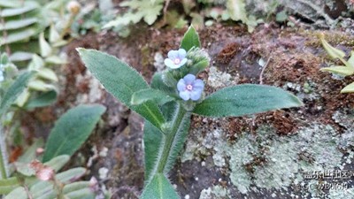 三星on7的拍照效果