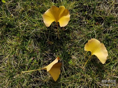 沒事發(fā)發(fā)圖片