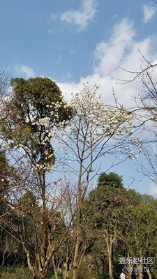 春來了+成都+花開