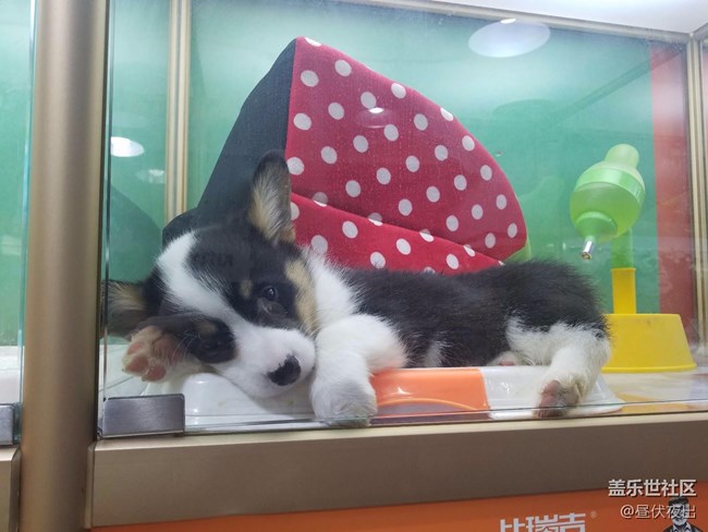 沒事兒就去看看寵物