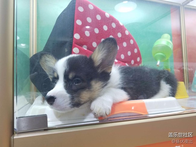 沒事兒就去看看寵物