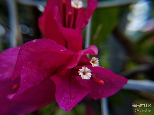 心語(yǔ)游深圳之春在深圳灣