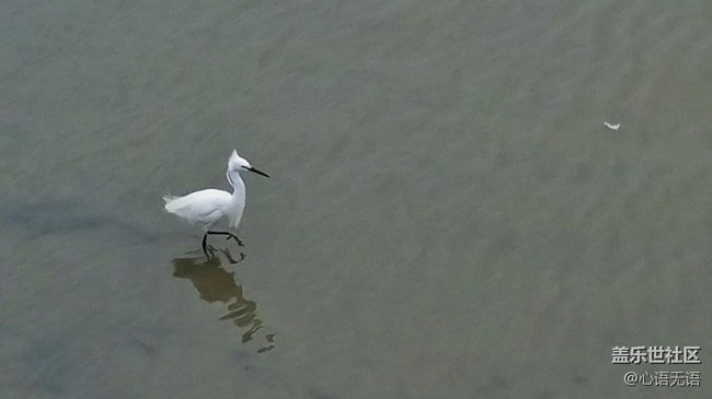 心語(yǔ)游深圳之春在深圳灣