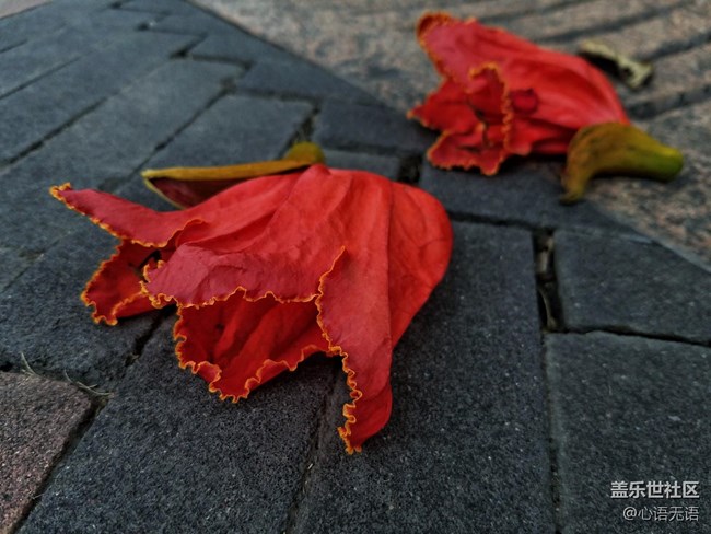 心語(yǔ)游深圳之春在深圳灣