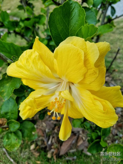 心語(yǔ)游深圳之春在深圳灣