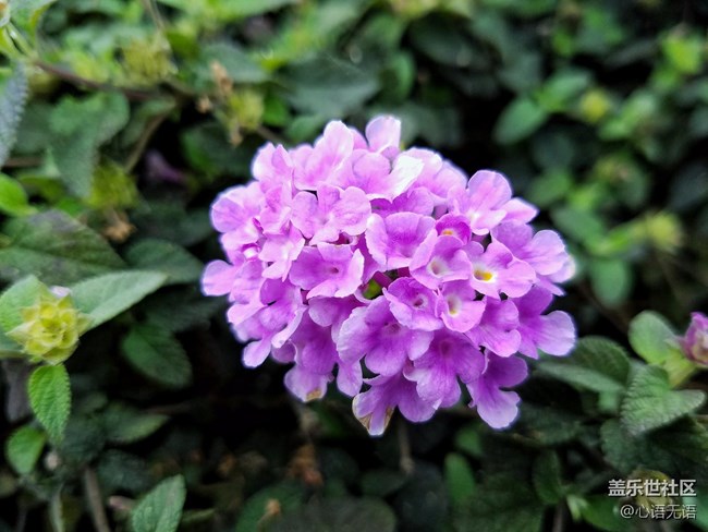 心語(yǔ)游深圳之春在深圳灣