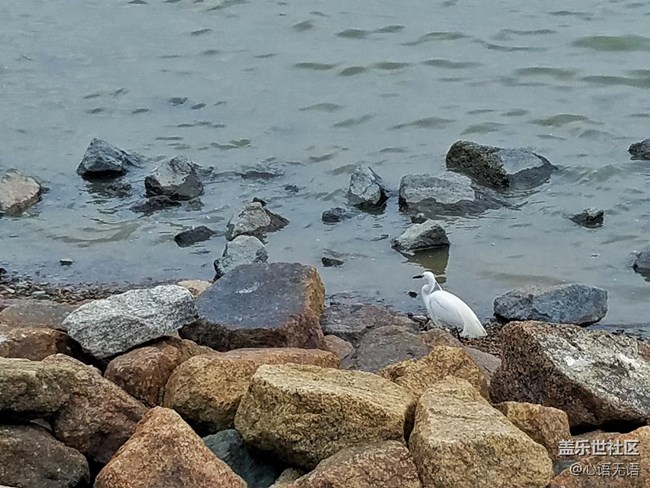 心語(yǔ)游深圳之春在深圳灣