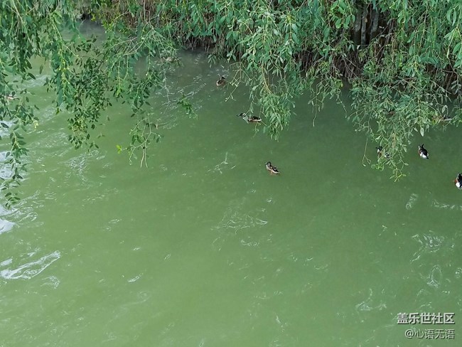 心語(yǔ)游深圳之春在深圳灣