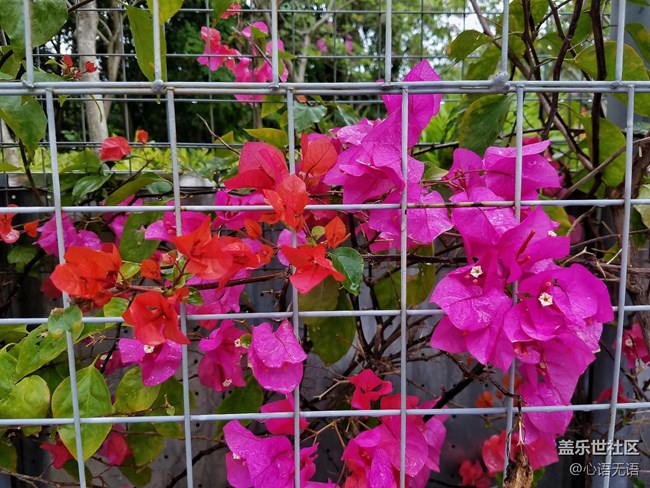 心語(yǔ)游深圳之春在深圳灣