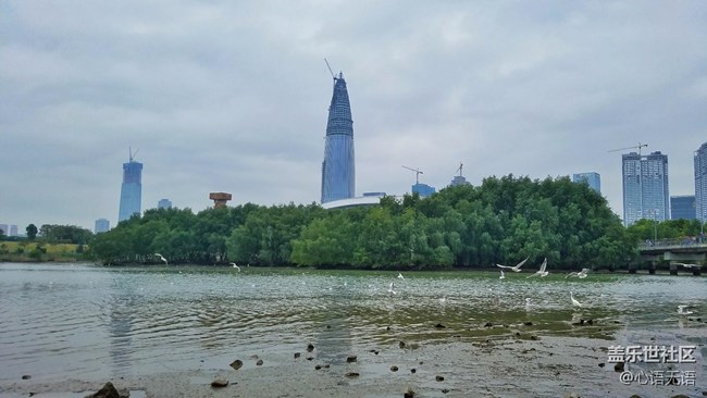 心語(yǔ)游深圳之春在深圳灣