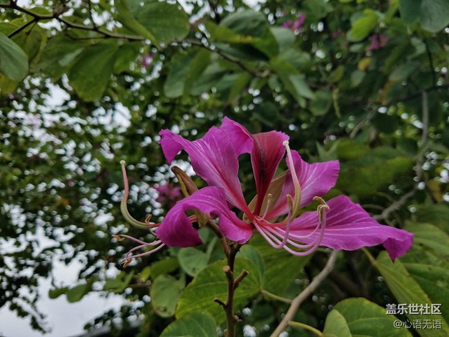 心語(yǔ)游深圳之春在深圳灣