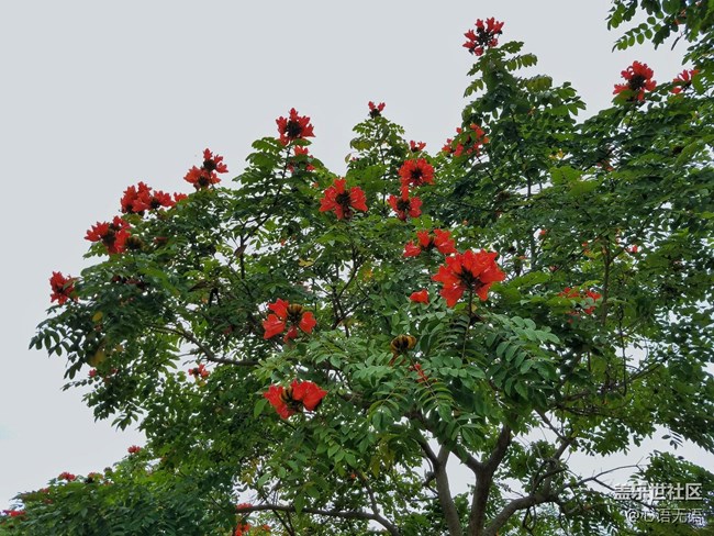 心語(yǔ)游深圳之春在深圳灣