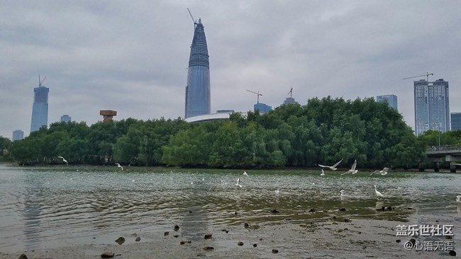 心語(yǔ)游深圳之春在深圳灣