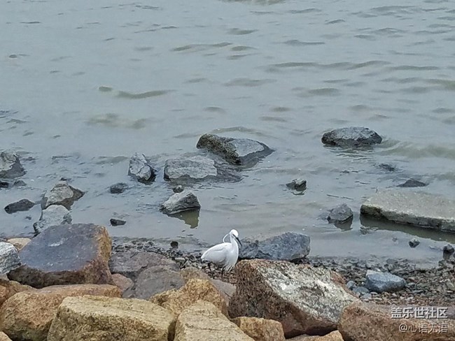 心語(yǔ)游深圳之春在深圳灣