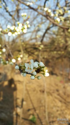 春風第一枝