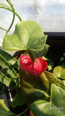 春來(lái)了，石河子，生機(jī)盎然