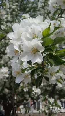 春來了+天津+校園一角