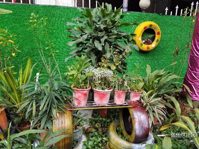 春天來(lái)了+佛山+公司門(mén)前的花園